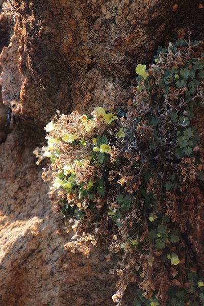 Colpias mollis, photographed by Tony Rebelo
