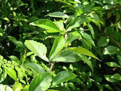Acalypha siamensis