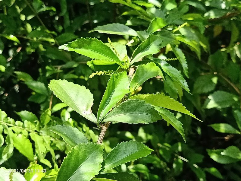 Acalypha siamensis, photographed by Ong Jyh Seng