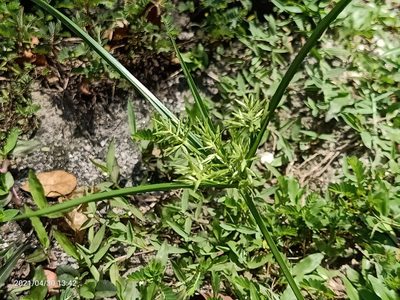Cyperus sphacelatus, photographed by Ong Jyh Seng