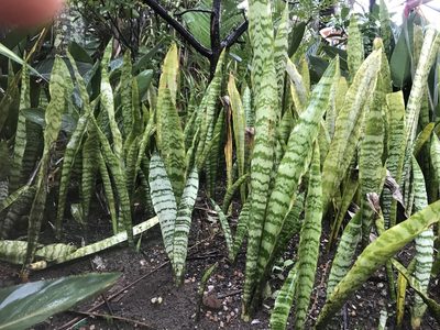 Dracaena trifasciata, photographed by Presha Soogrim