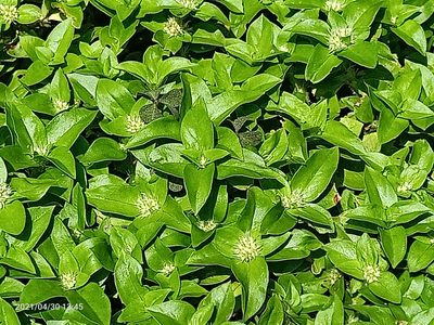 Spermacoce exilis, photographed by Ong Jyh Seng