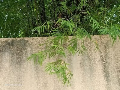 Bambusa vulgaris, photographed by Ong Jyh Seng