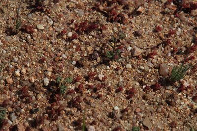 Crassula hirsuta, photographed by Tony Rebelo