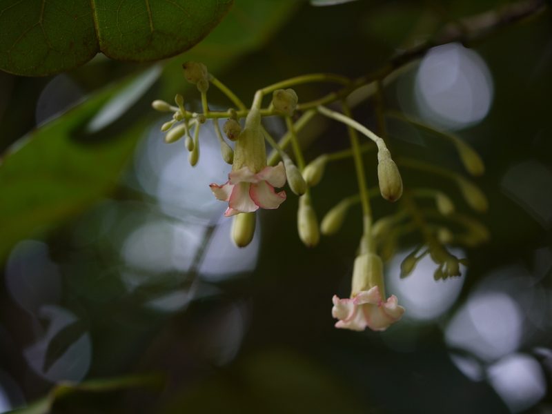 Piliostigma malabaricum, photographed by Dinesh Valke