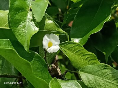 Baphia nitida, photographed by Ong Jyh Seng
