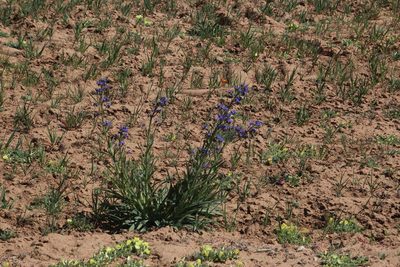 Anchusa capensis, photographed by Tony Rebelo