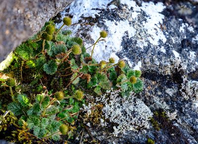 Geum uniflorum, photographed by theylooklikeus