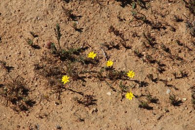 Rhynchopsidium pumilum, photographed by Tony Rebelo