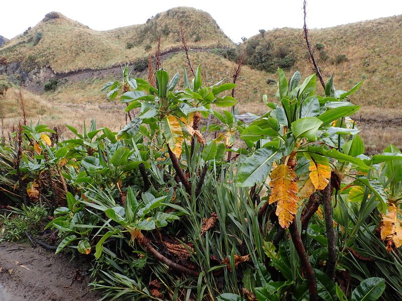 Rumex tolimensis, photographed by Julien Renoult