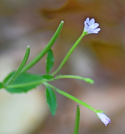 Epilobium collinum, photographed by Kostas Zontanos