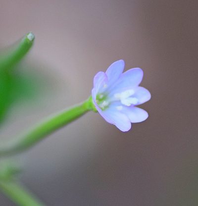 Epilobium collinum, photographed by Kostas Zontanos