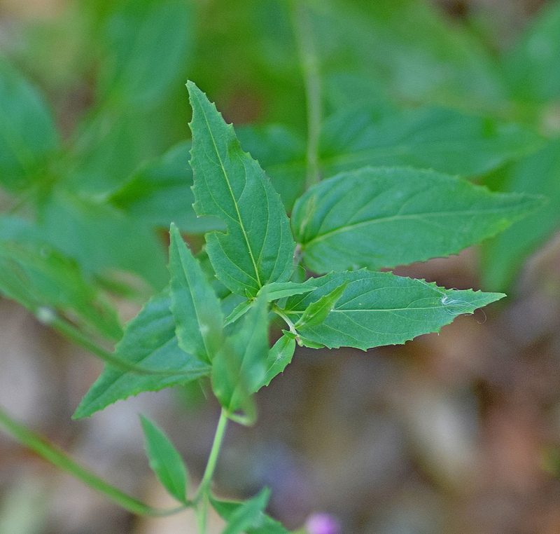 Epilobium collinum, photographed by Kostas Zontanos