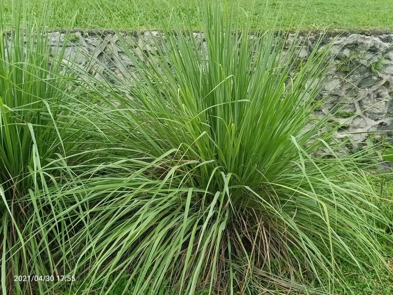 Cymbopogon citratus, photographed by Ong Jyh Seng
