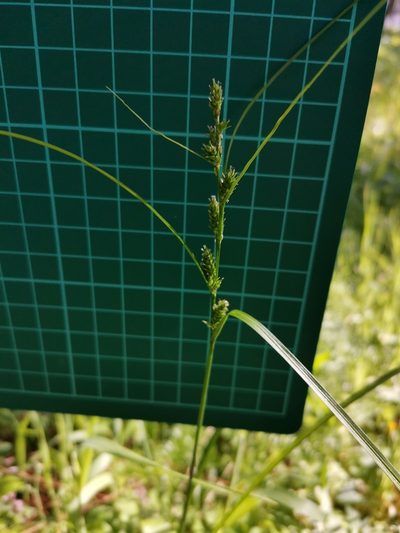 Carex gibba, photographed by harum.koh