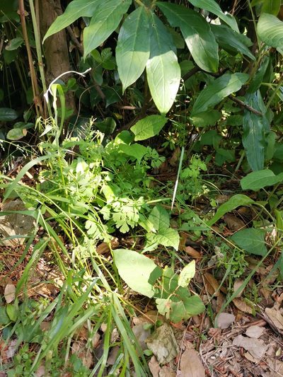 Poa acroleuca, photographed by harum.koh