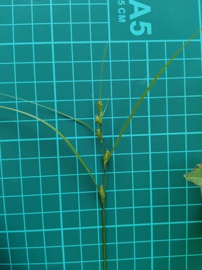 Carex gibba, photographed by harum.koh