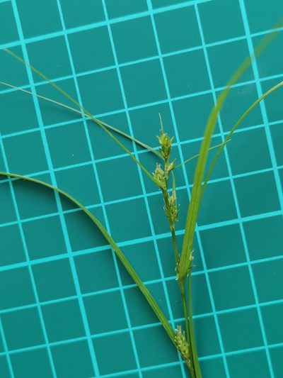Carex gibba, photographed by harum.koh