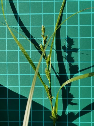 Carex gibba, photographed by harum.koh