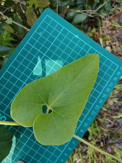 Aristolochia kaempferi, photographed by harum.koh