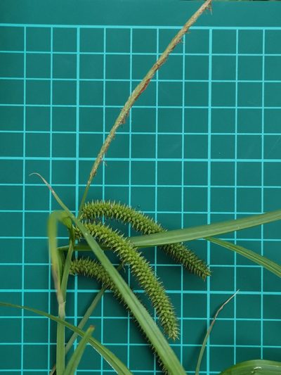 Carex doniana, photographed by harum.koh