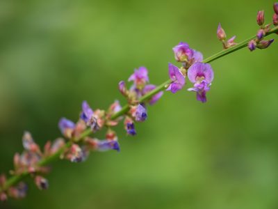 Tadehagi triquetrum, photographed by Dinesh Valke