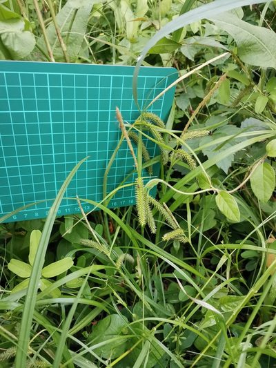 Carex doniana, photographed by harum.koh