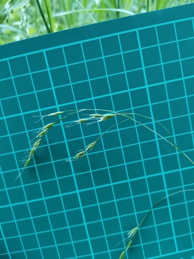Festuca parvigluma, photographed by harum.koh