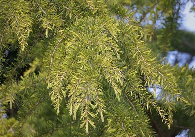 Cedrus deodara, photographed by Stephen James McWilliam