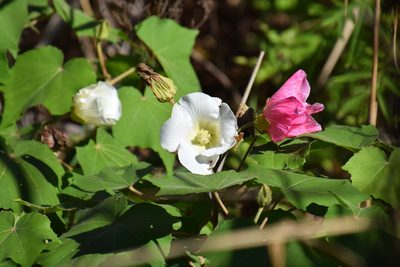 Hibiscus mutabilis, photographed by Thomas Mesaglio