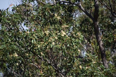 Eucalyptus robusta, photographed by Thomas Mesaglio