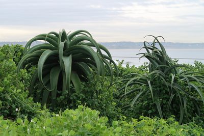 Aloe thraskii, photographed by Presha Soogrim