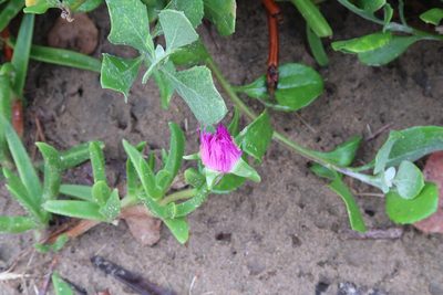 Carpobrotus dimidiatus, photographed by Presha Soogrim