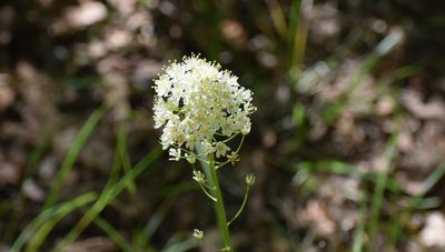 Toxicoscordion nuttallii, photographed by susanaber
