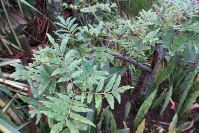 Harpephyllum afrum, photographed by Presha Soogrim
