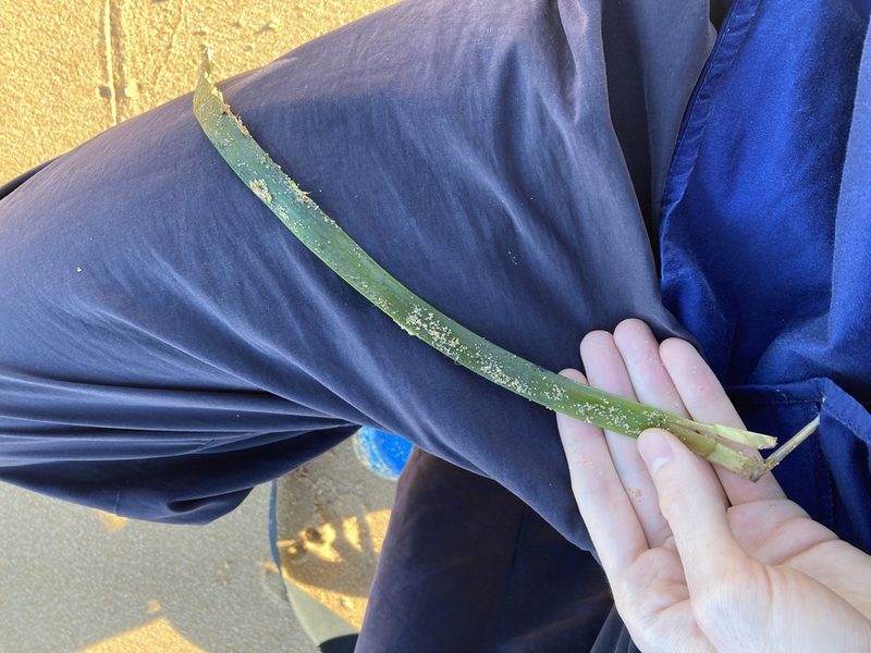 Posidonia australis, photographed by Thomas Mesaglio
