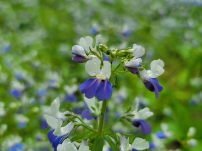 Collinsia verna, photographed by Elias