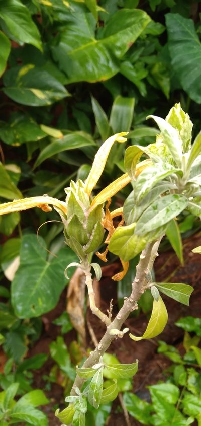 Anisotes longistrobus, photographed by Rosemary Harrison