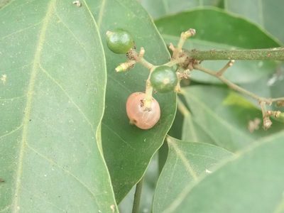 Glycosmis parviflora, photographed by 陳度度