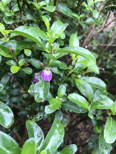 Justicia capensis, photographed by Presha Soogrim