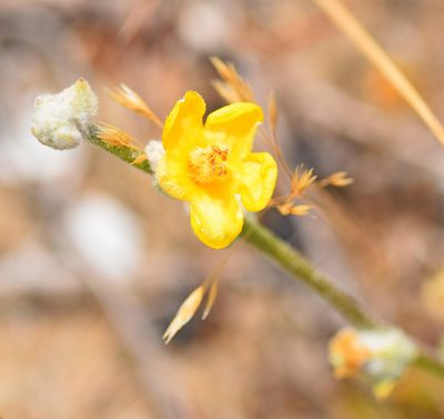 Verbascum pinnatifidum, photographed by Kostas Zontanos