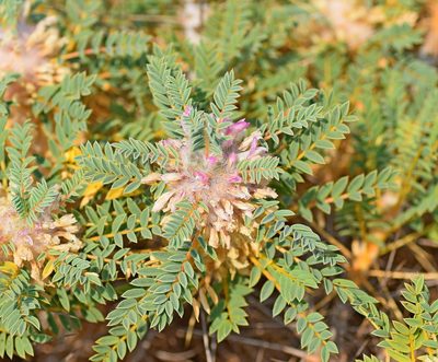 Astragalus thracicus, photographed by Kostas Zontanos