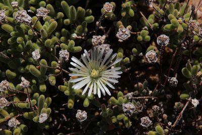 Drosanthemum schoenlandianum, photographed by Tony Rebelo