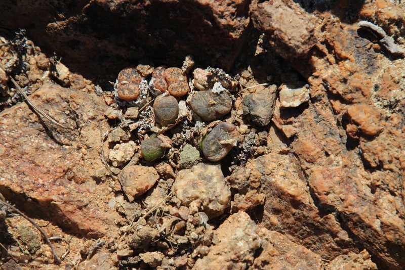 Conophytum pellucidum, photographed by Tony Rebelo