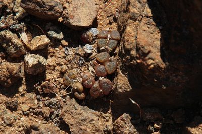 Conophytum pellucidum, photographed by Tony Rebelo