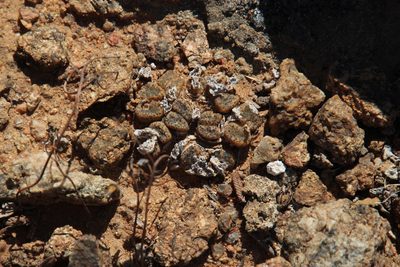 Conophytum pellucidum, photographed by Tony Rebelo