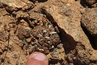 Conophytum pellucidum, photographed by Tony Rebelo