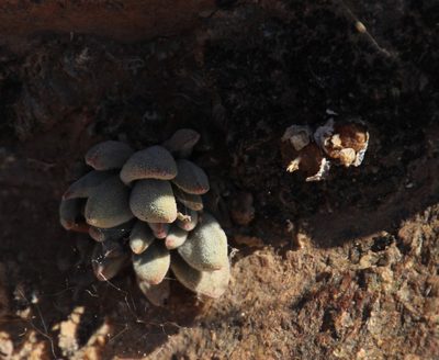 Crassula namaquensis, photographed by Tony Rebelo