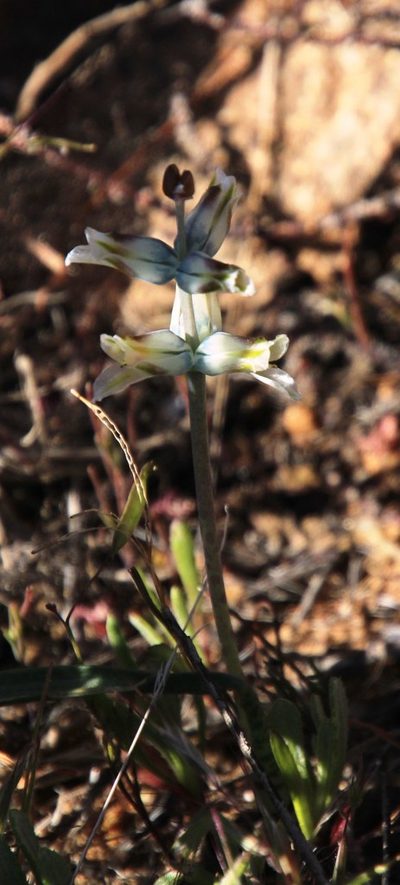 Lachenalia inconspicua, photographed by Tony Rebelo
