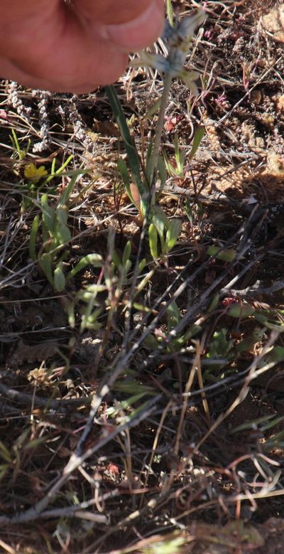 Lachenalia inconspicua, photographed by Tony Rebelo